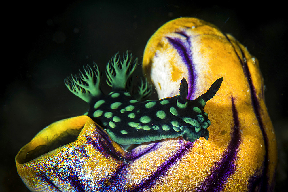 A Nembrotha cristata nudibranch crawls over a tunicate.