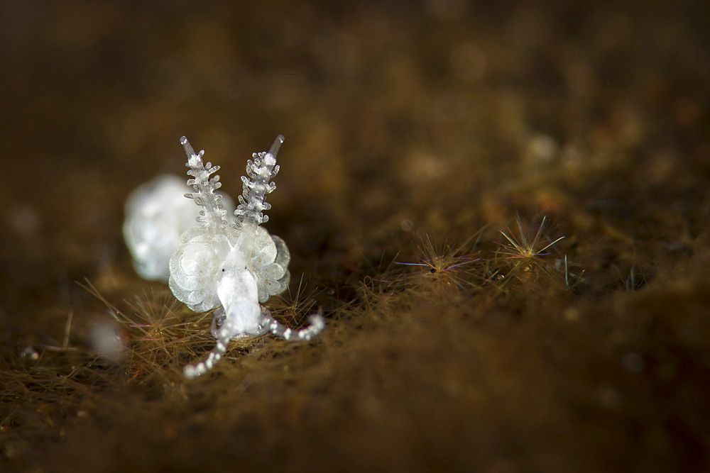 A very small (2-3mm) nudibranch in its natural habitat, Tulamben, Bali, Indonesia.