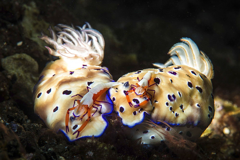 Two nudibranchs with two emperor shrimp riding on their backs, Tulamben, Bali, Indonesia.