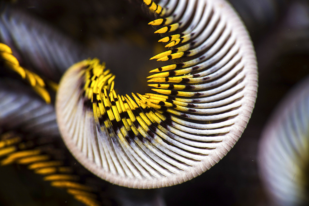 The curled arm of a crinoid, Anilao, Philippines.