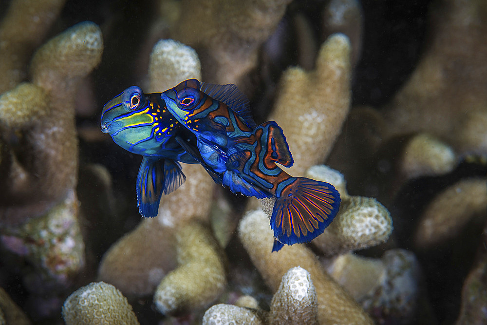 Two mandarinfish spawn and release eggs, Anilao, Philippines.