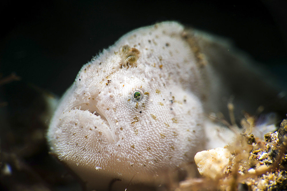 A tiny white hairy frogfish, Anilao, Philippines.