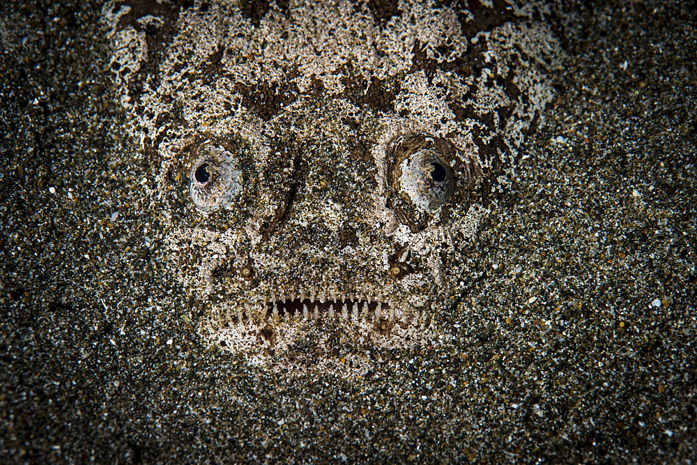 A stargazer hides under the sand waiting to ambush its prey, Anilao, Philippines.