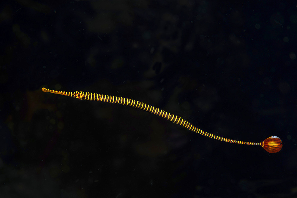 A banded pipefish hovers above the substrait where it lives, Anilao, Philippines.