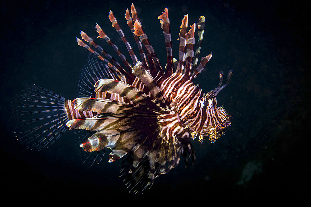 A lionfish portrait, Anilao, Philippines.