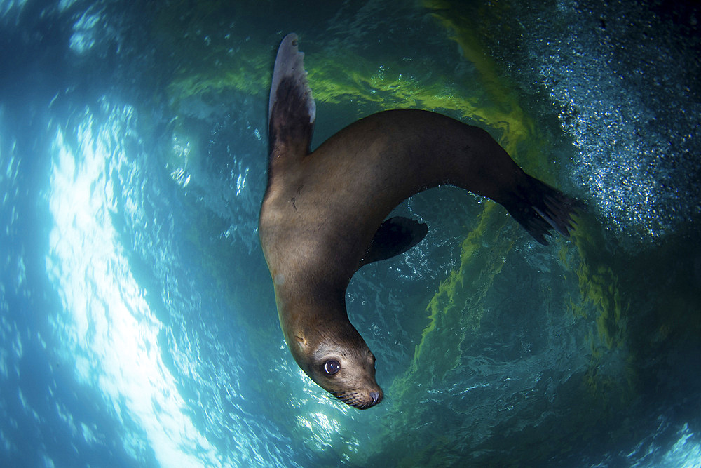 A young sea lion plays under the an oil rig platform, Southern California.