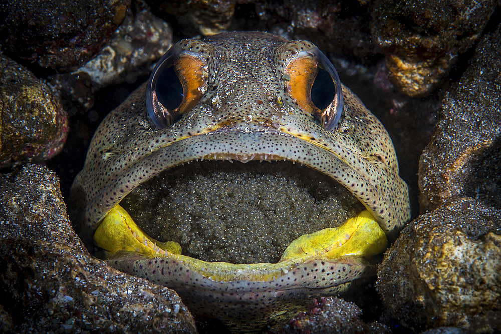 A giant jawfish brooding eggs in its mouth, Sea of Cortez, Mexico.