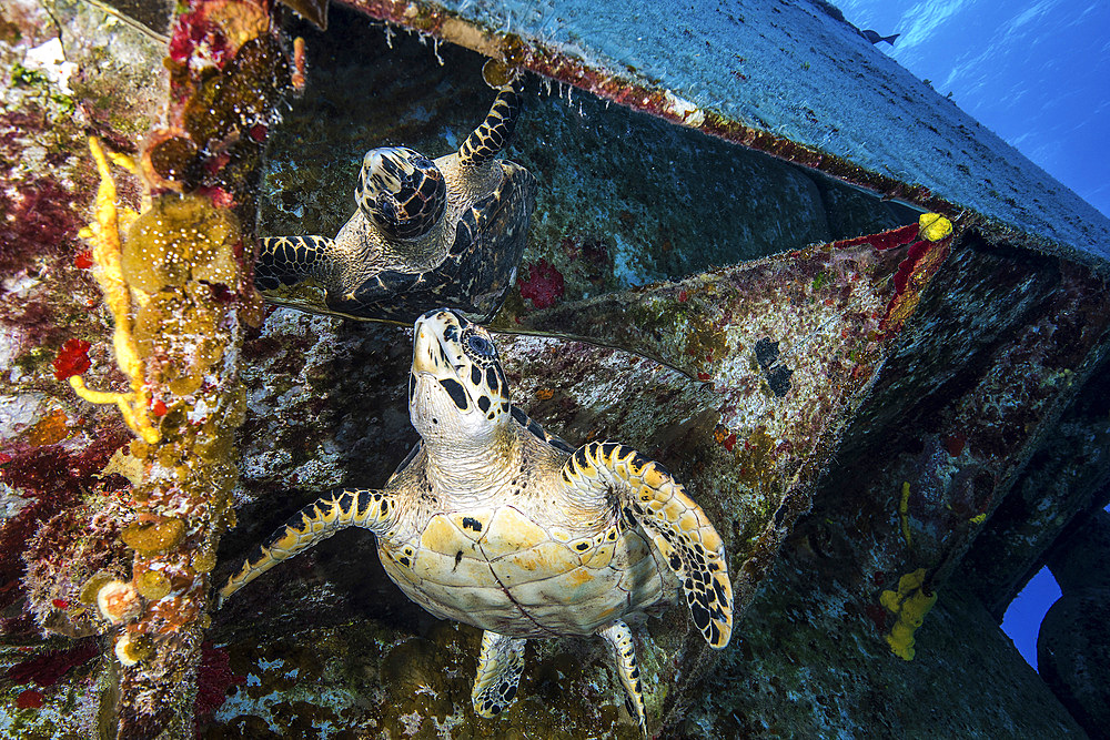 Turtle gazes at its reflection under the USS Kittiwake shipwreck in Grand Cayman, Cayman Islands.