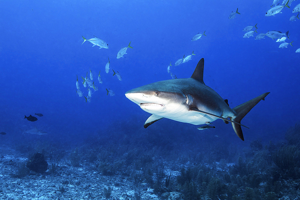 A Caribbean reef shark and a school of fish, Grand Cayman, Cayman Islands.