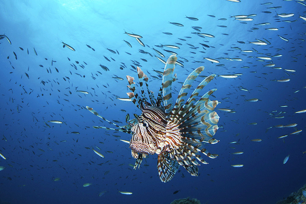 A lionfish takes up residence on the deck of the Yamagiri Maru, in the Pacific Ocean, Micronesia.