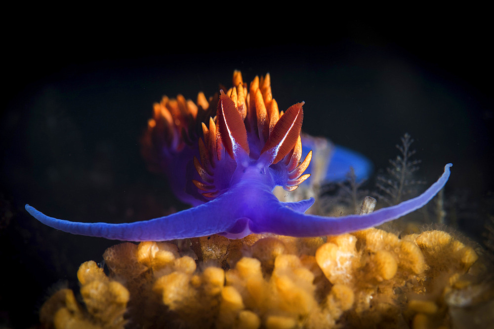 Spanish shawl nudibranch.