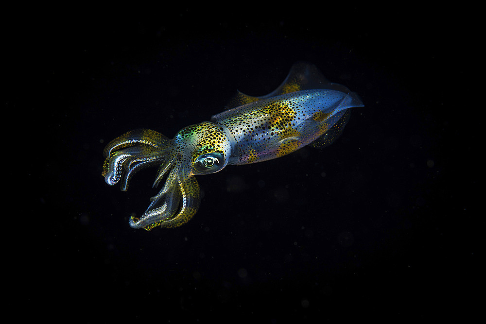 A reef squid hovers in mid-water, Anilao, Philippines.