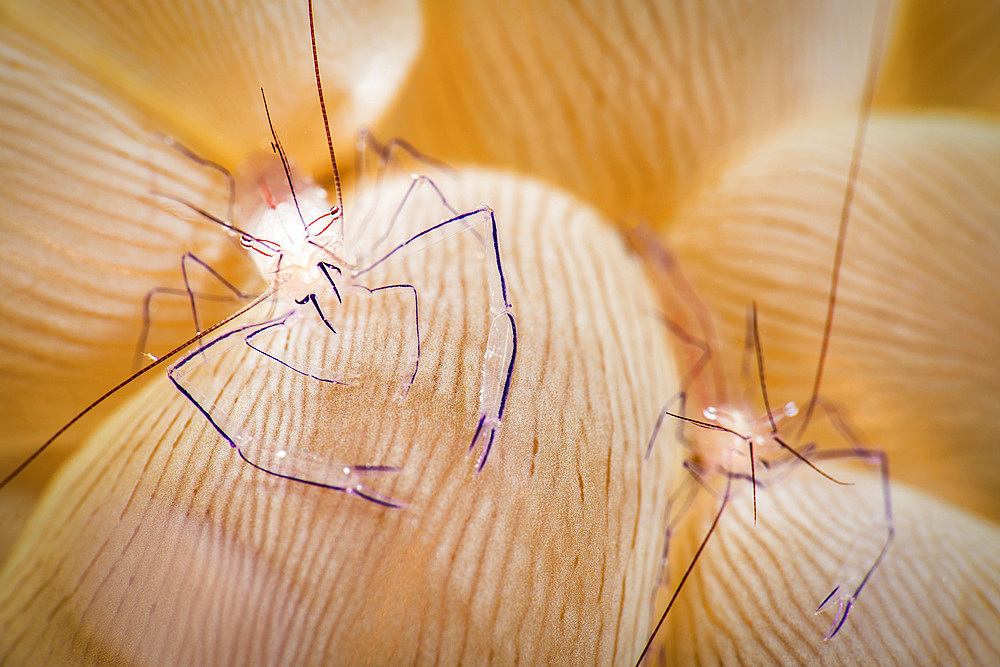 Bubble coral shrimp, Anilao, Philippines.