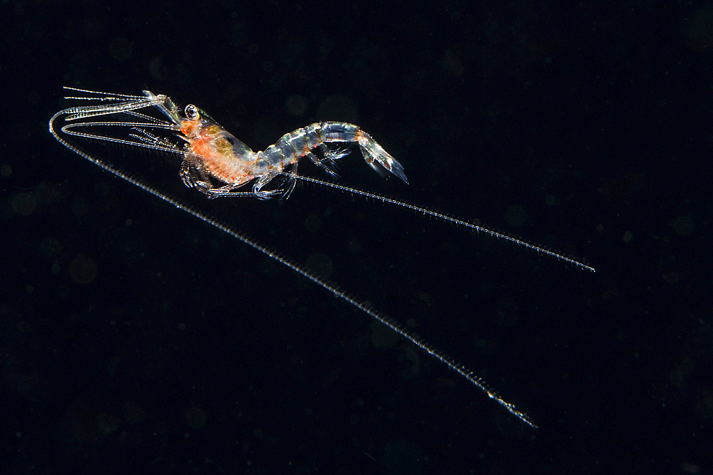 Pelagic planktonic shrimp, Anilao, Philippines.