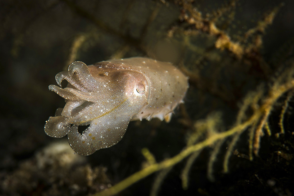 A juvenile broadclub cuttlefish about the size of a human thumb, Anilao, Philippines.