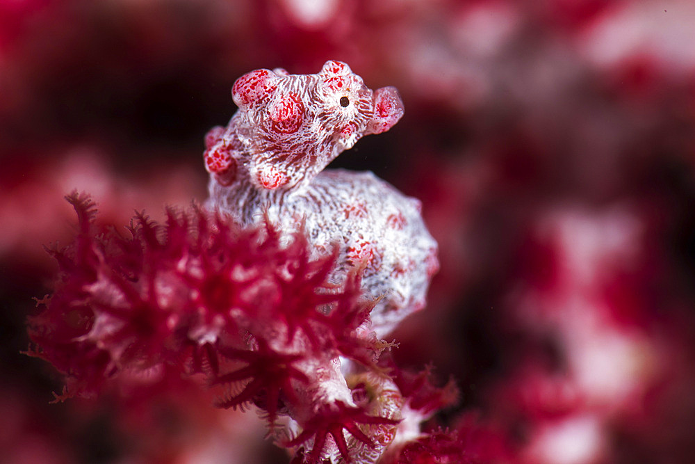 A pregnant pygmy seahorse clings to a frond of a gorgonian fan, Anilao, Philippines.