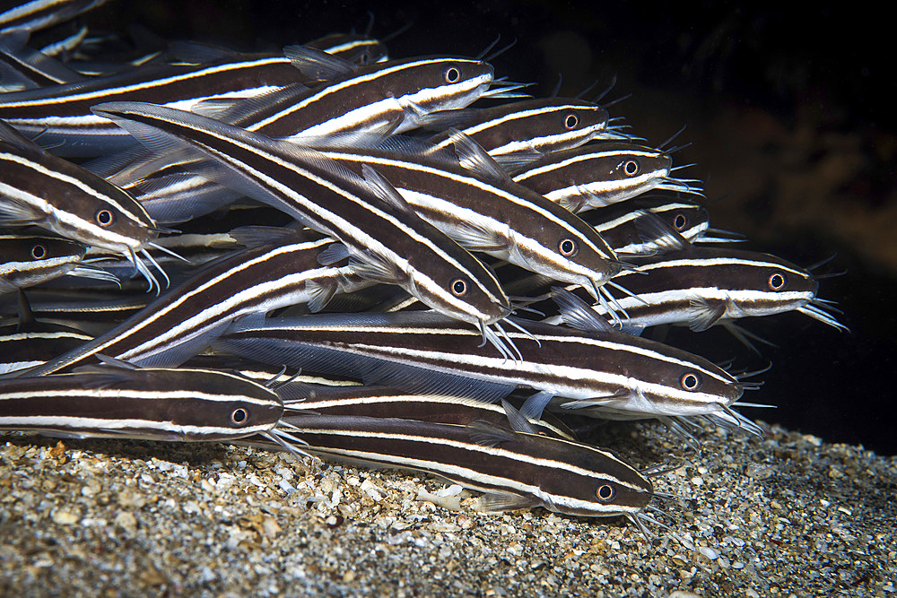 Striped catfish swim in schools feeding one in front of the other, Anilao, Philippines.