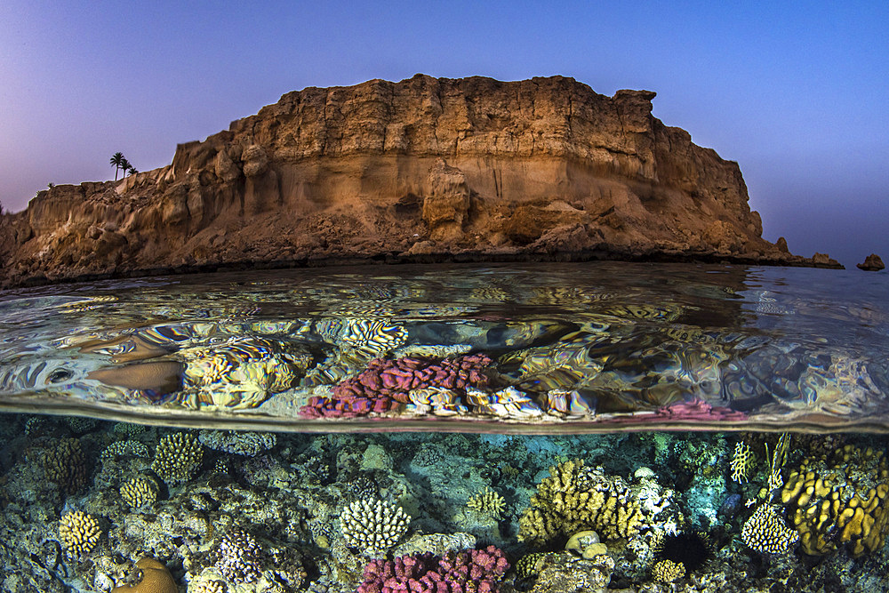 The ocean is beautiful just under the surface near the desolate desert of Egypt.