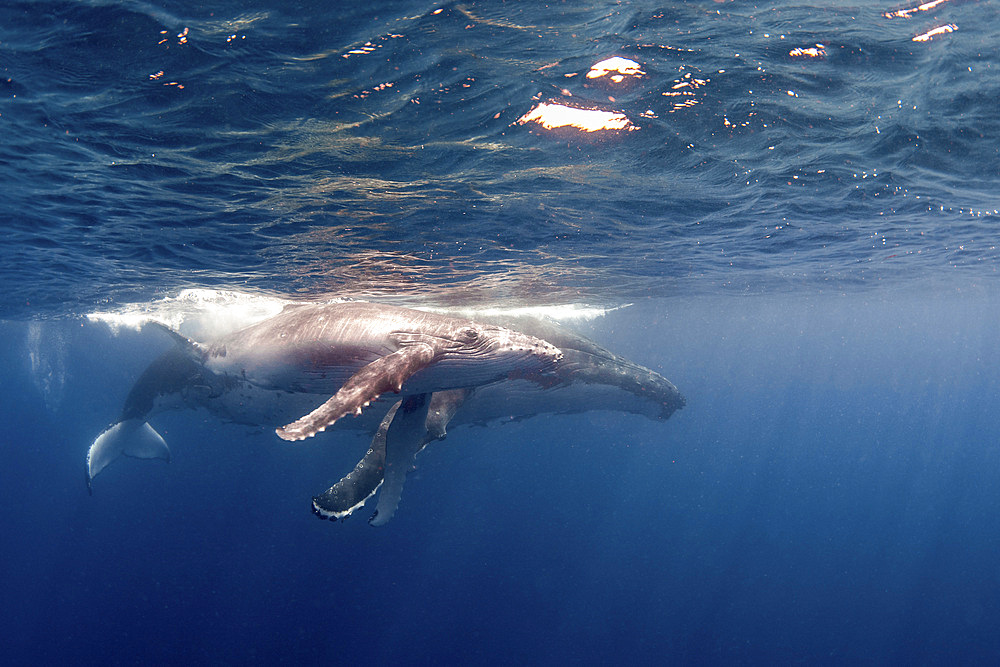 A humpback whale and her calf at the surface.