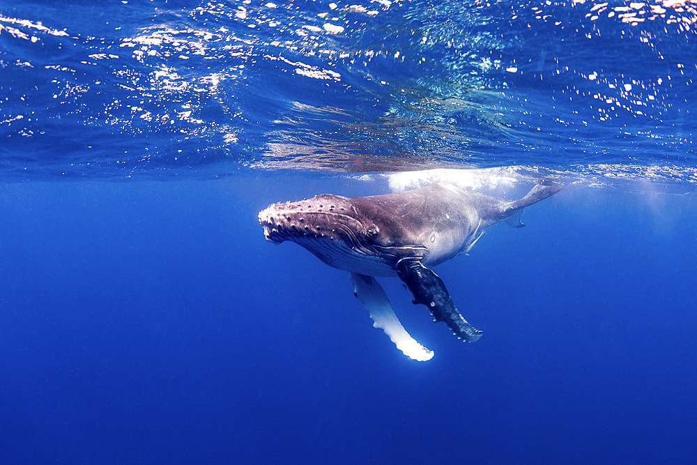 A young humpback whale plays on the surface.