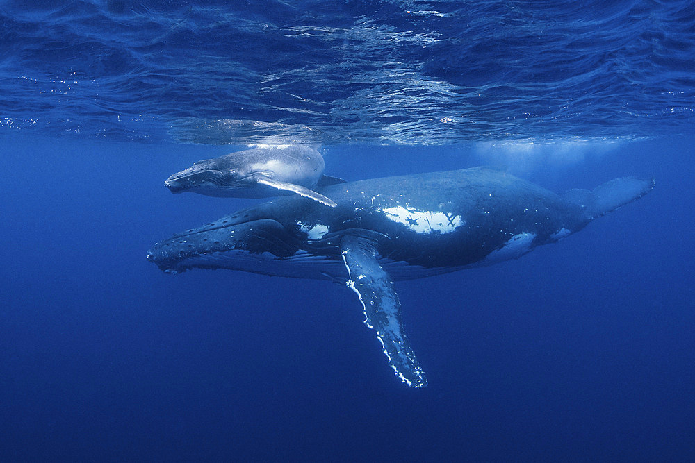 A humpback whale and her calf play near the surface.