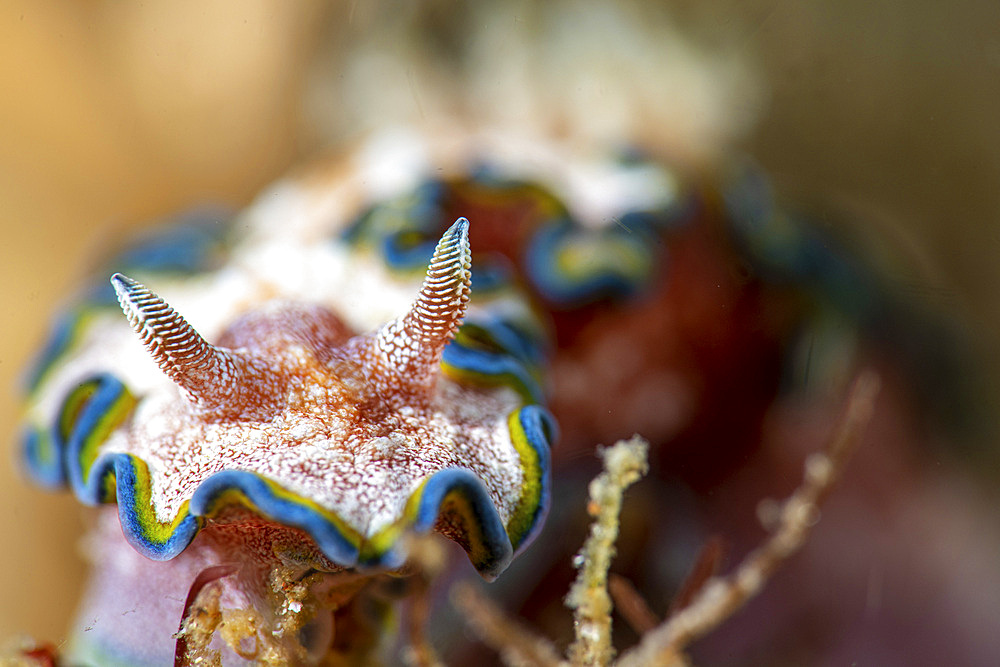 A Doriprismatica nudibranch face on portrait, Anilao, Philippines.