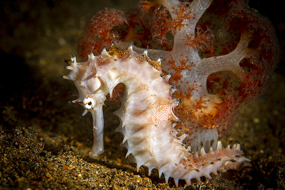 A seahorse clings to a soft coral in a bed of sand, Anilao, Philippines.