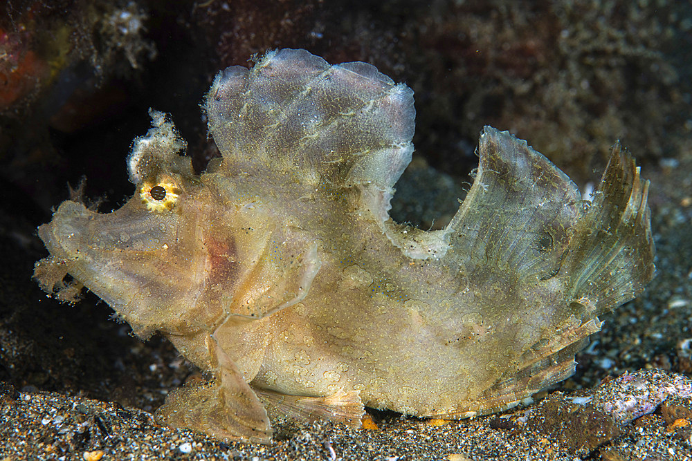 A white paddleflap rhinopias showing off its handsome profile, Anilao, Philippines.