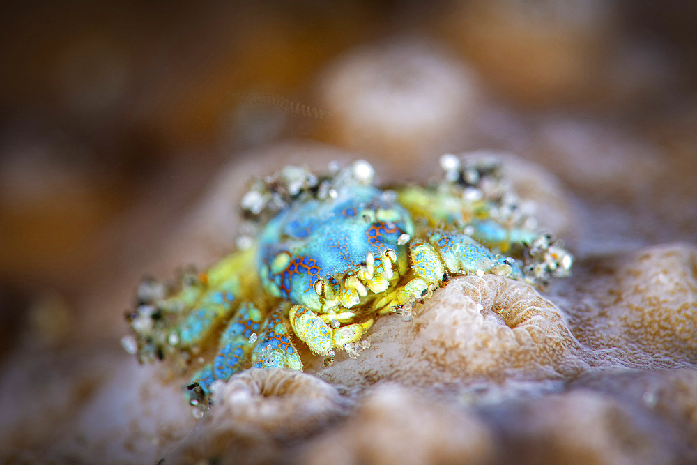 A tiny hard coral crab can be found burrowing in between the polyps of the coral, Anilao, Philippines.