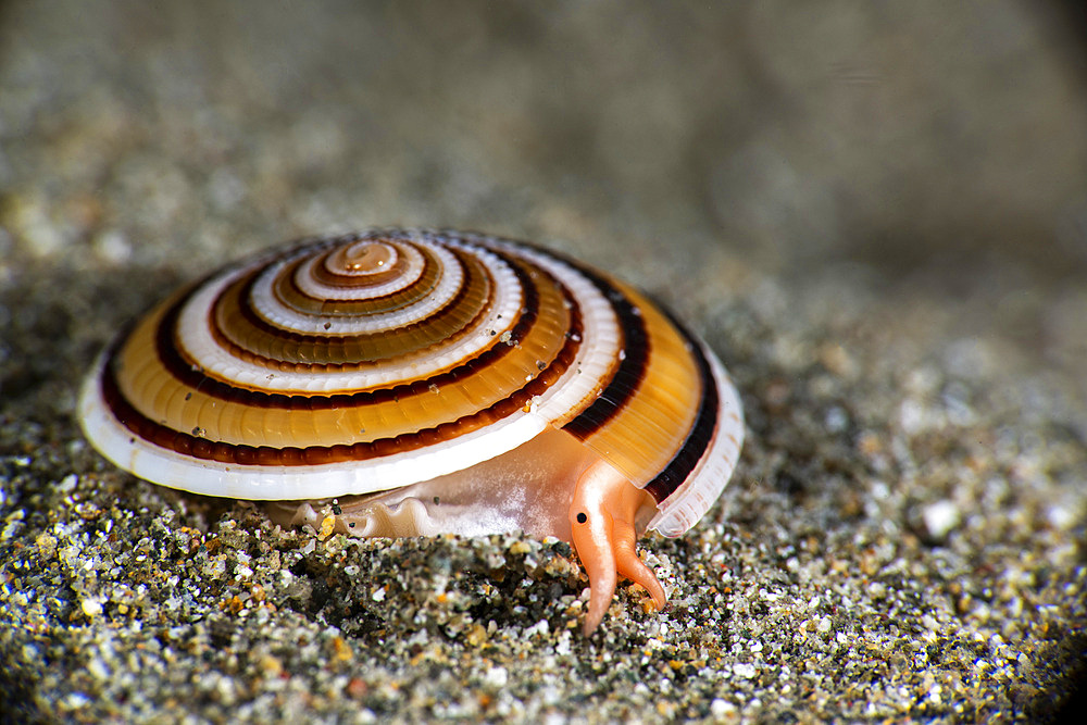 A snail about the size of a coin generally lives under the sand but comes out at night to feed, Anilao, Philippines.