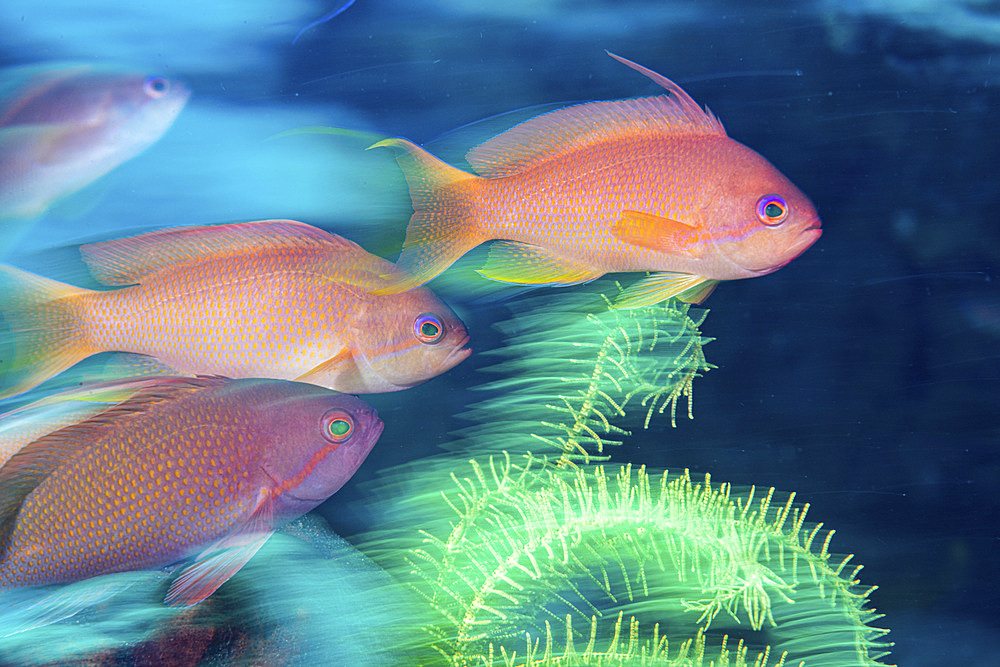 A school of anthias darts around a coral reef, Anilao, Philippines.