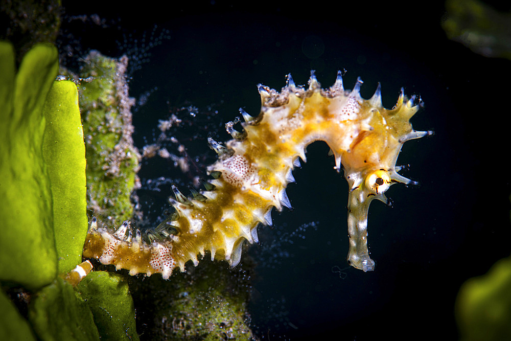 A thorny seahorse clings to an algae stock, Anilao, Philippines.