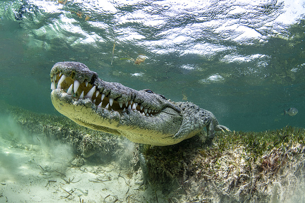 A large crocodile lurks on the bottom of the sea, Caribbean Sea, Mexico.