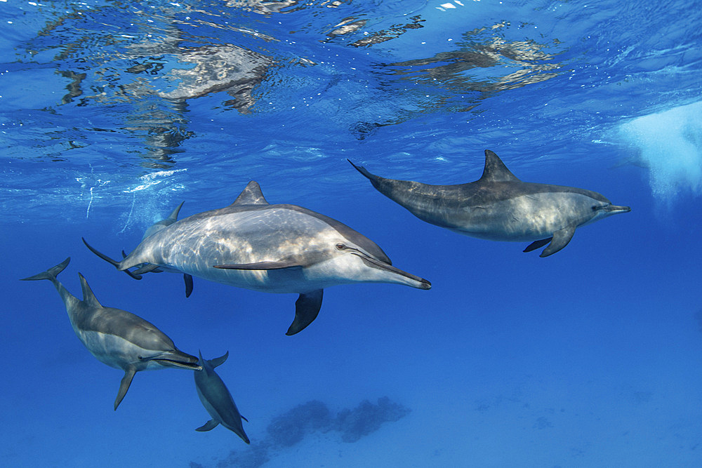 A pod of spinner dolphins plays near the surface of Red Sea.