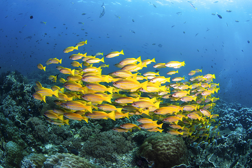 Schooling fish in vibrant yellow hover over a coral reef in Raja Ampat, Indonesia.