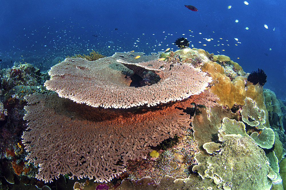 Huge table corals cover a reef in Indonesia that is teeming with fish, Raja Ampat, Indonesia.