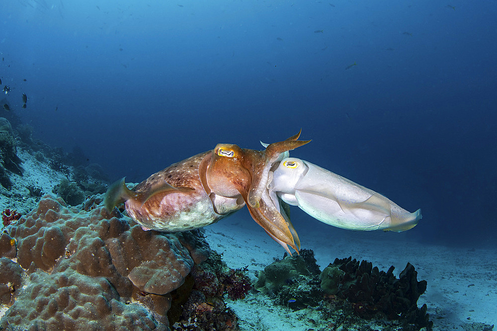 A pair of cuttlefish mating over a coral reef, Raja Ampat, Indonesia.