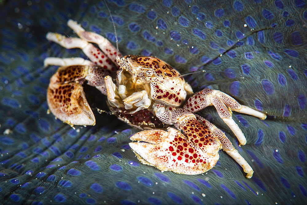 A porcelain crab broods eggs under its carapace, Raja Ampat, Indonesia.