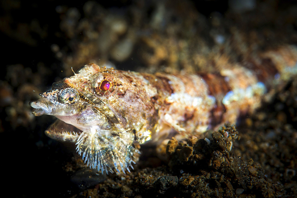 A lizardfish chomps down on a dragonet, Anilao, Philippines.