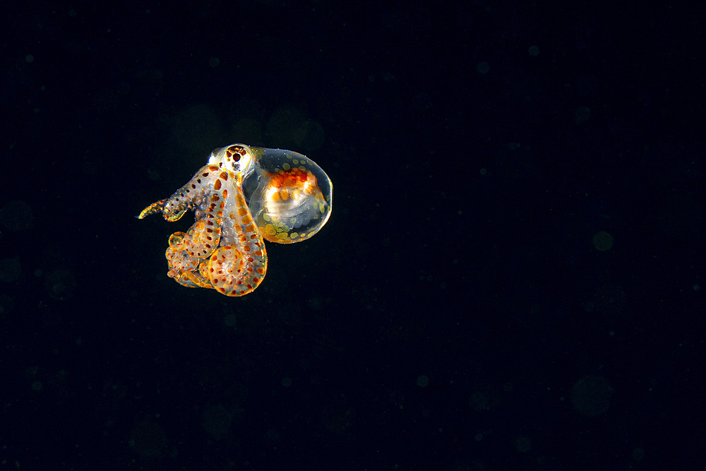 A longarm octopus flashes its colors at night, Anilao, Philippines.