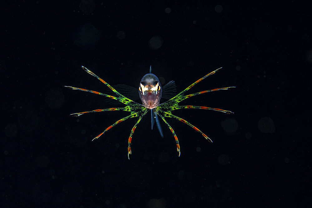 A larval lionfish floats in the open ocean as plankton, Anilao, Philippines.