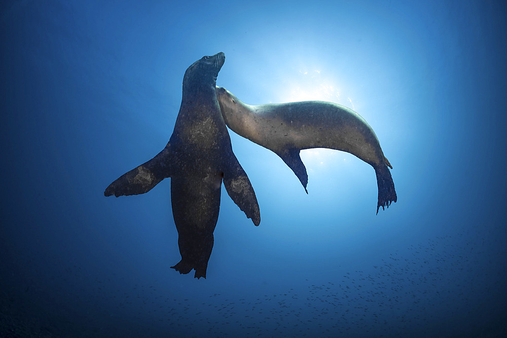 Two California sea lion (Zalophus californianus), playing under the sun in the water column, Sea of Cortez.