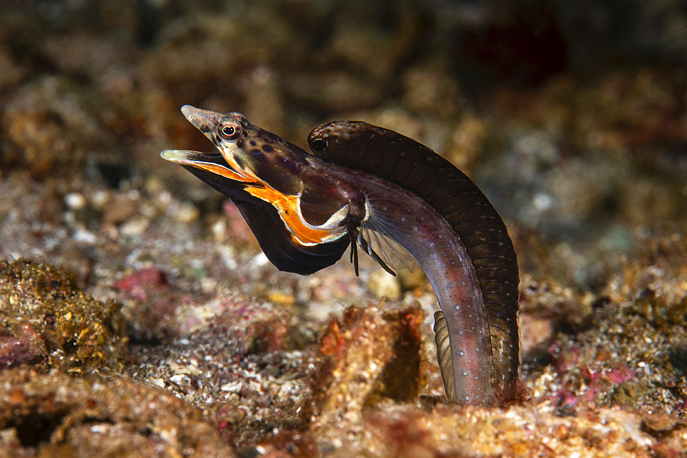 An orangethroat pike blenny (Chaenopsis alepidota), displays its colors in hopes of attracting a mate, Sea of Cortez.