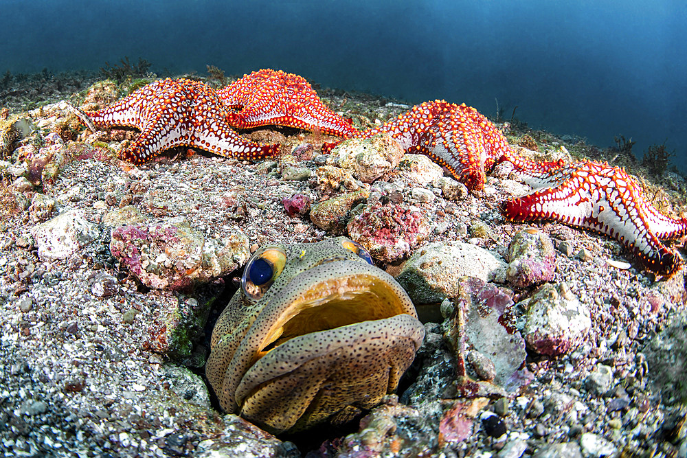 A finespotted jawfish surrounded by starfish.