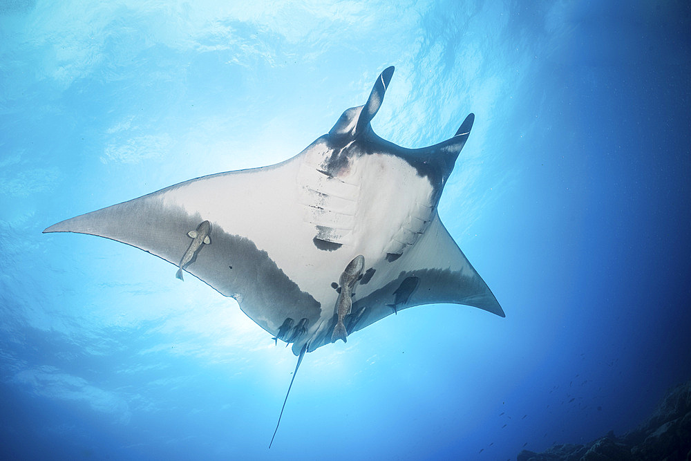 A giant manta ray (Mobula birostris) soars by under the sun, Socorro Island, Mexico.