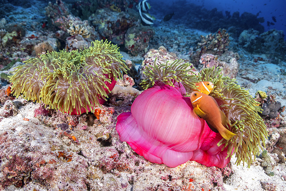 Two anemone fish make their home in a pink anemone, Maldives.