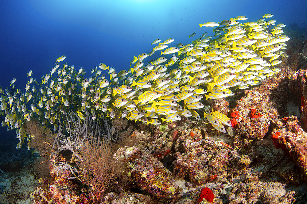 A school of yellow snapper hovers close to a coral reef, Maldives.