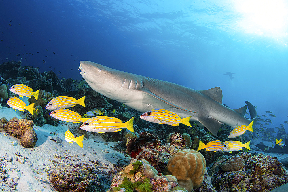 A nurse shark swims along a reef with a school of yellow snapper, Maldives.