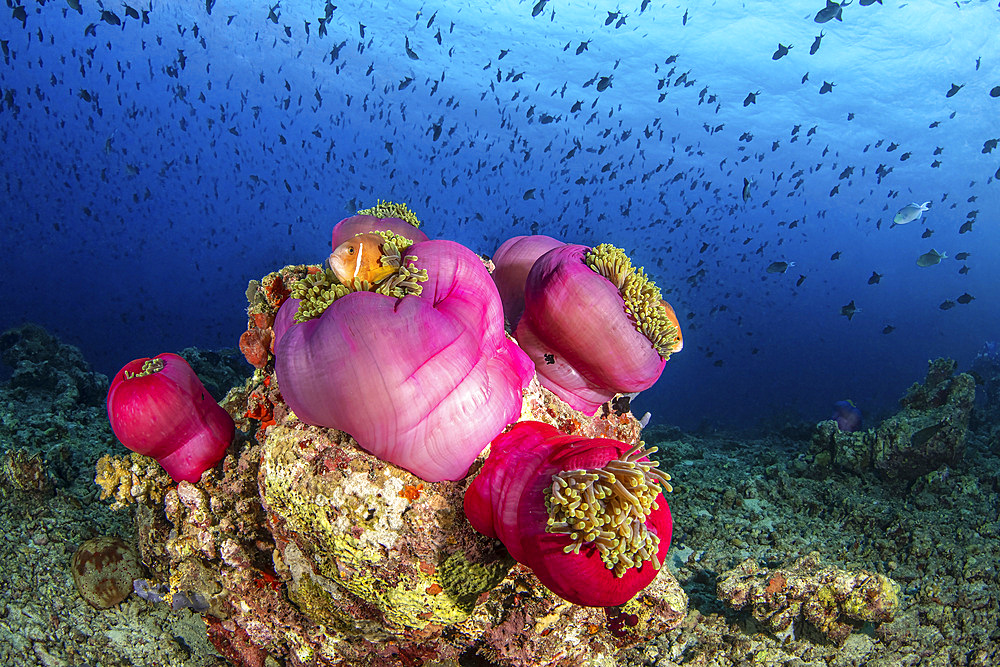 Several pink anemones cluster on top of a coral outcropping providing homes for several anemone fish, Maldives.