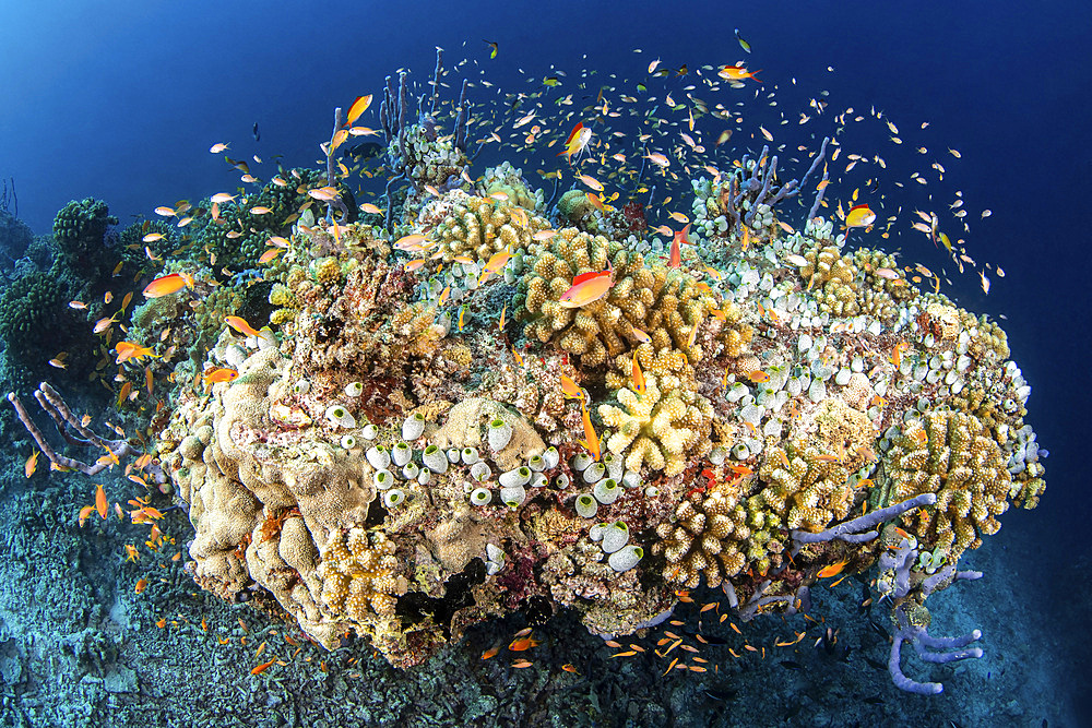 A coral bommie full of life, Maldives.